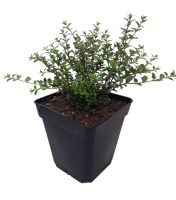 Lonicera nitida M10 (R) 